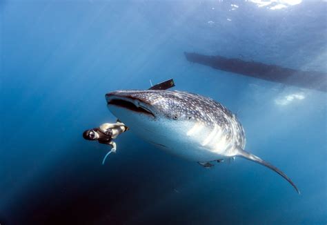 largest saltwater fish
